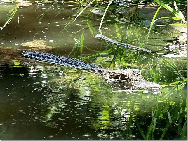 kalimba reptile park crocodile in water