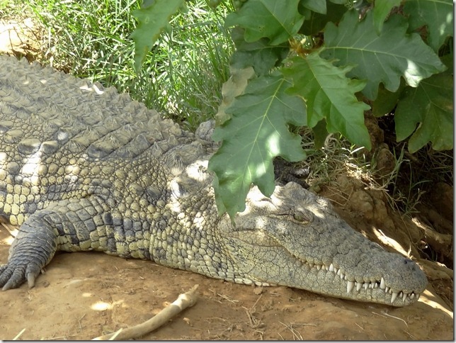 kalimba reptile park croc