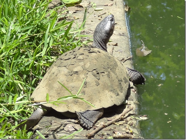 kalimba reptile park tortoise