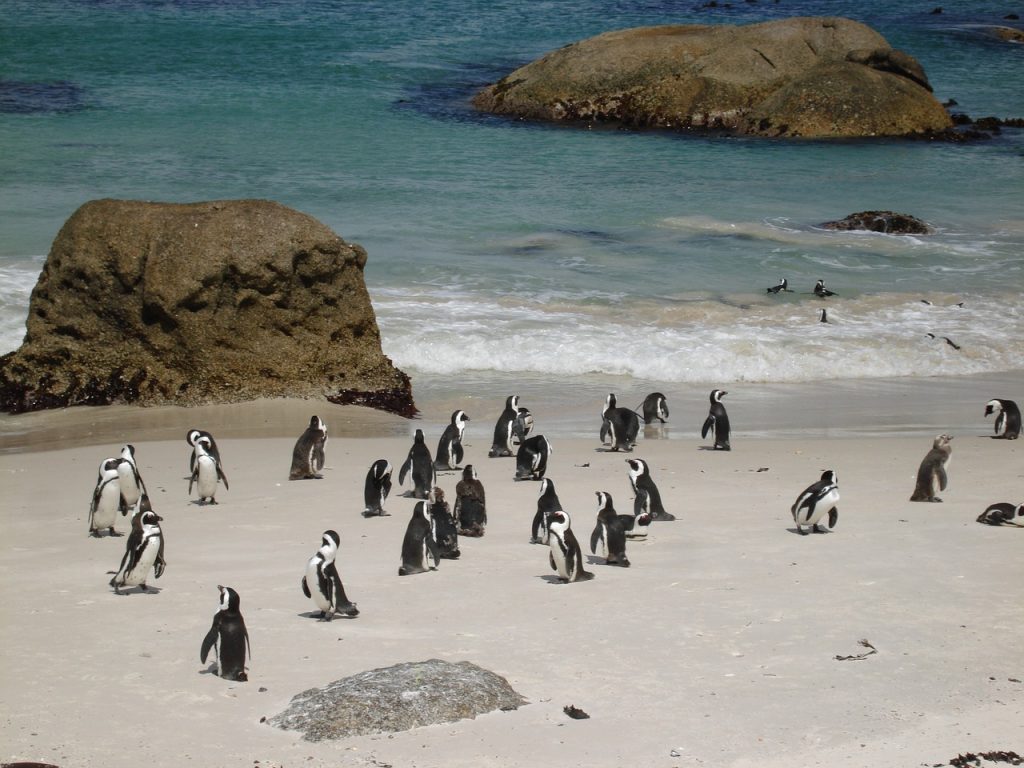  Boulders Penguin Colony