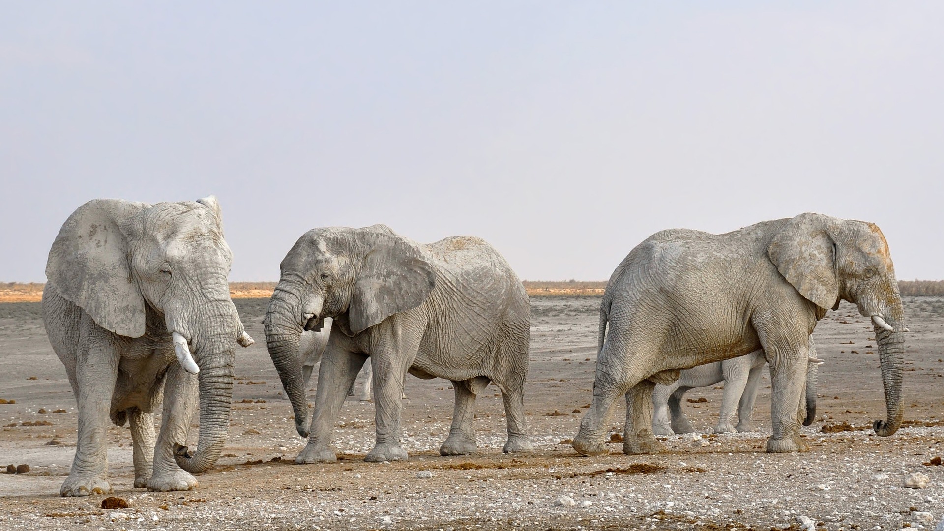 things to do in Namibia wildlife