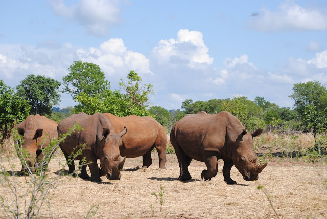 Zambia_rhinos Zambia Itinerary 30+ Amazing Places And Things to do