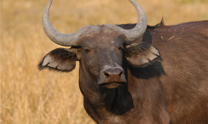 chaminuka game reserve buffalo