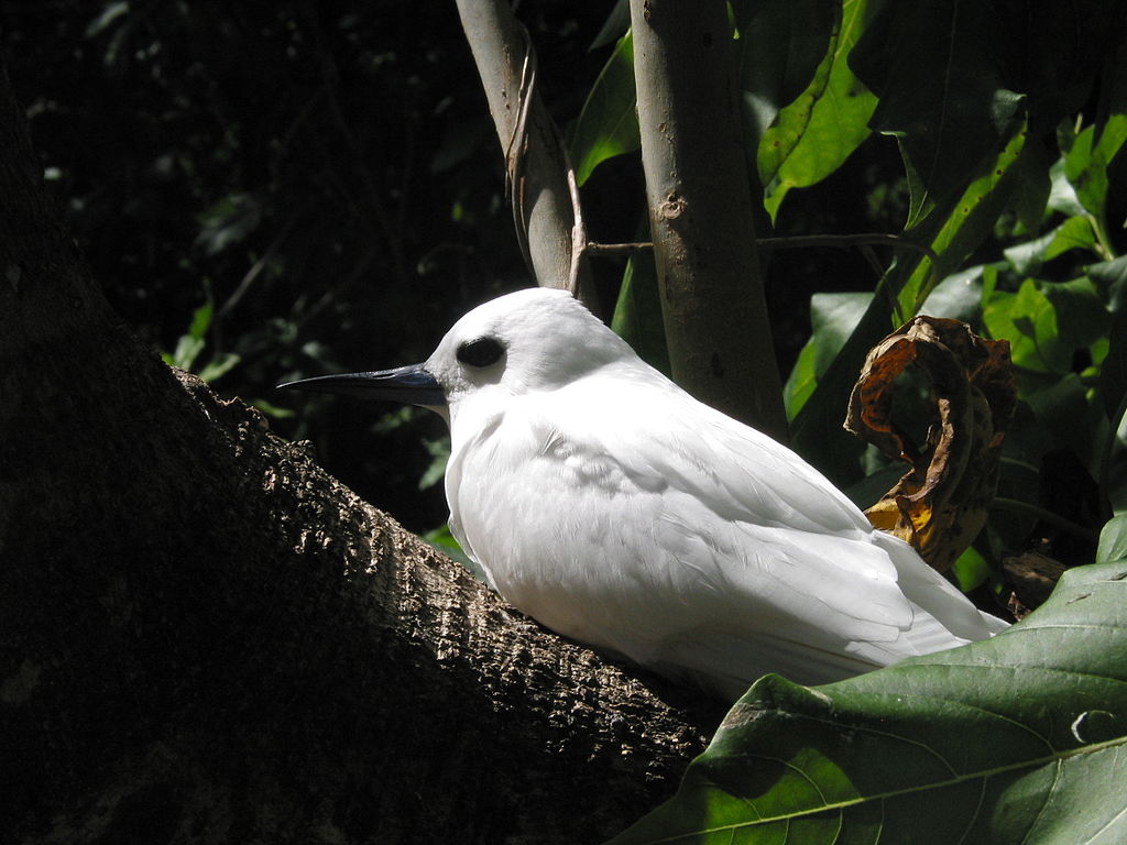 Cousin Island Seychelles bird