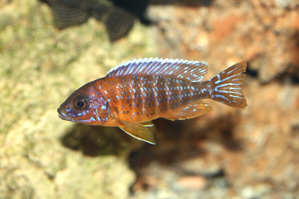 aulonocara Lake Tanganyika fish