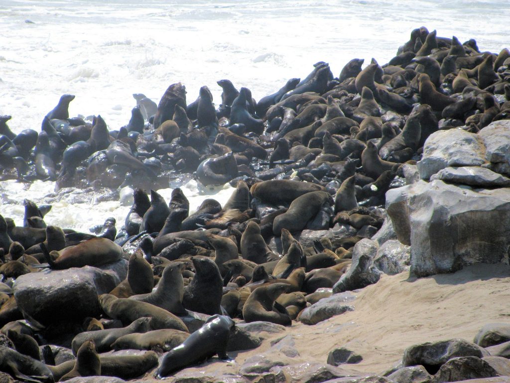 skeleton coast Namibia seals