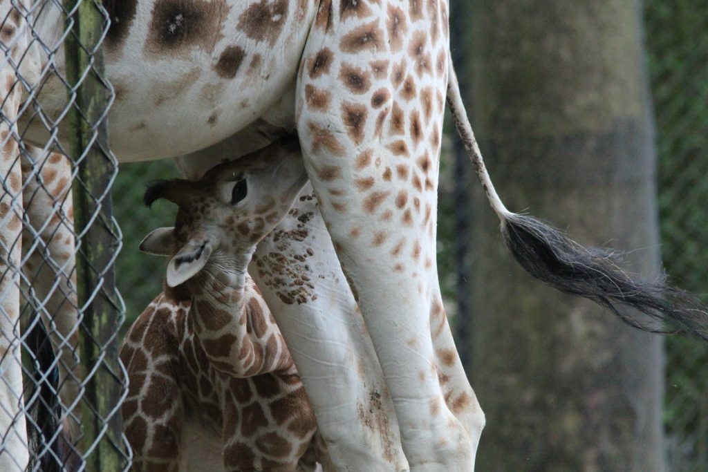 Rothschild Giraffes Kenya