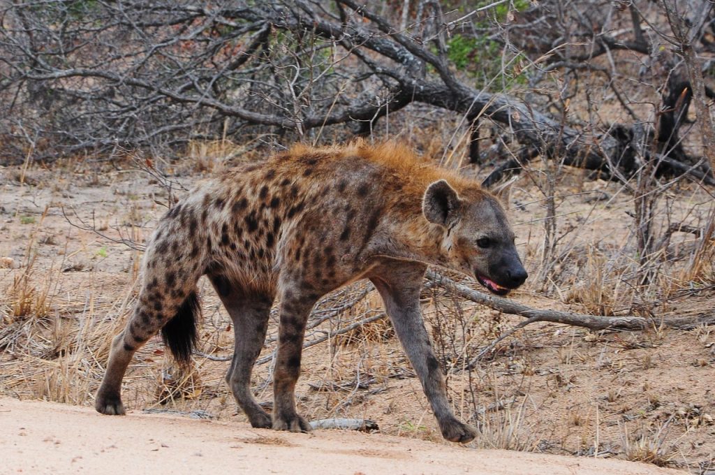 A hyena in Kruger National Park Safari