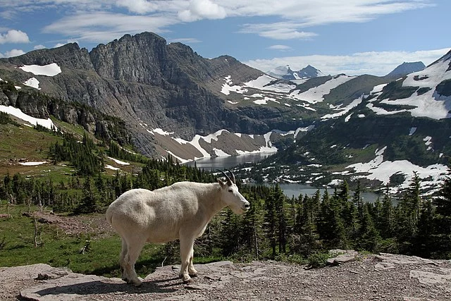 640px-Mountain_Goat_at_Hidden_Lake Most scenic route from Spokane to Glacier National Park
